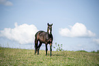 Hungarian Warmblood