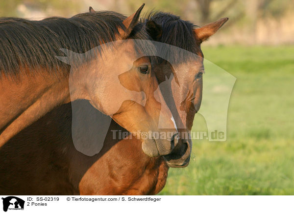 2 Ponies / SS-02319