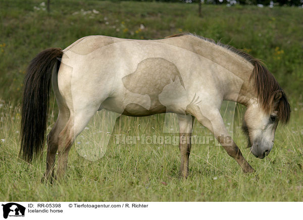 Islandpony / Icelandic horse / RR-05398