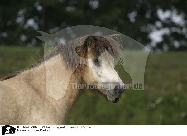 Icelandic horse Portrait / RR-05399