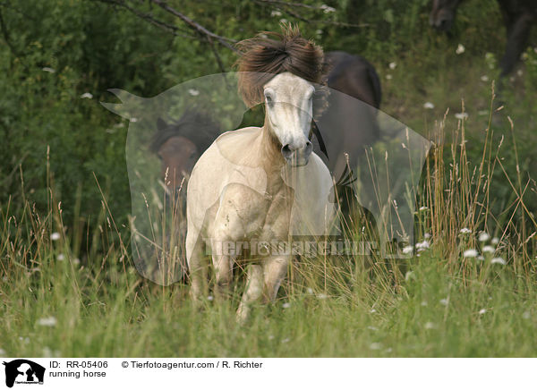 renneder Islnder / running horse / RR-05406