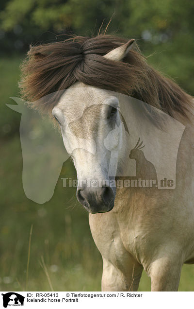 Icelandic horse Portrait / RR-05413