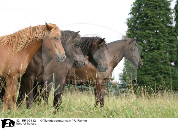 herd of horses / RR-05432