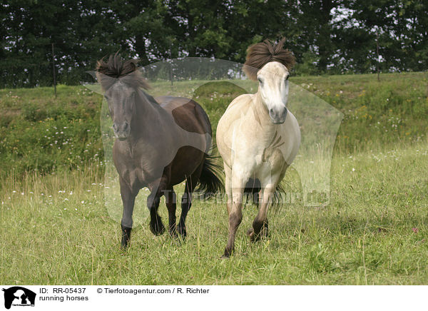 running horses / RR-05437