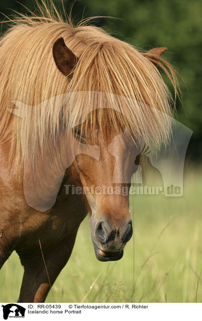Icelandic horse Portrait / RR-05439