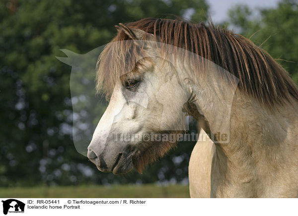 Icelandic horse Portrait / RR-05441