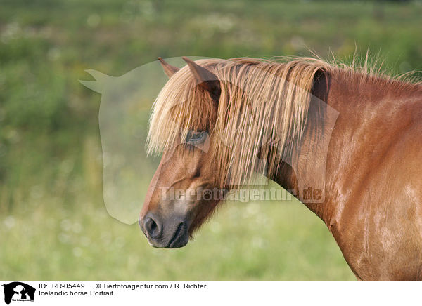 Icelandic horse Portrait / RR-05449