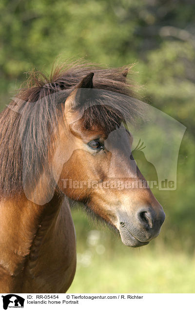 Icelandic horse Portrait / RR-05454