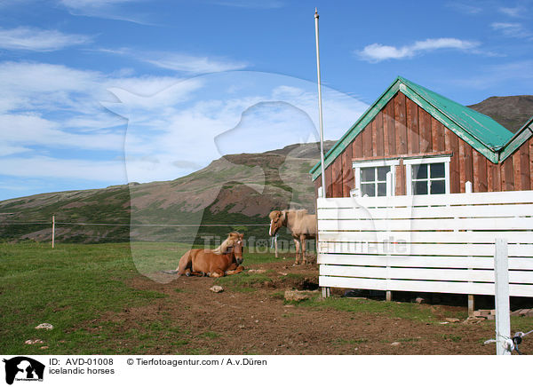 Islandpferde / icelandic horses / AVD-01008