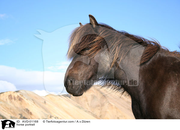 Islnder Portrait / horse portrait / AVD-01168