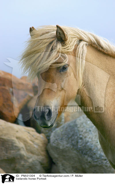Islandpony Portrait / Icelandic horse Portrait / PM-01304