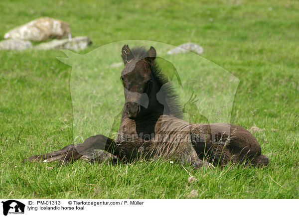 liegendes Islandpony Fohlen / lying Icelandic horse foal / PM-01313