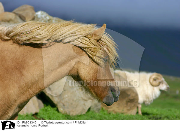 Islandpony Portrait / Icelandic horse Portrait / PM-01345