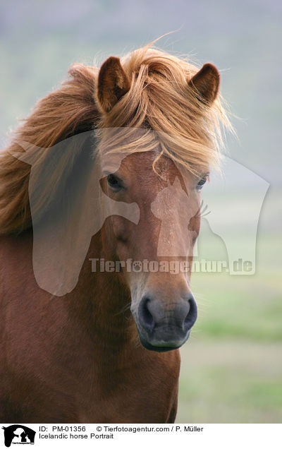 Islandpony Portrait / Icelandic horse Portrait / PM-01356
