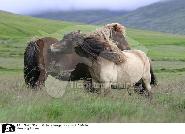 Islandpferde bei der Fellpflege / cleaning horses / PM-01357