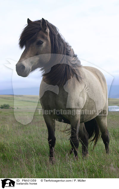 Islandpferd / Icelandic horse / PM-01359