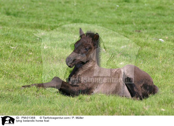 lying Icelandic horse foal / PM-01368