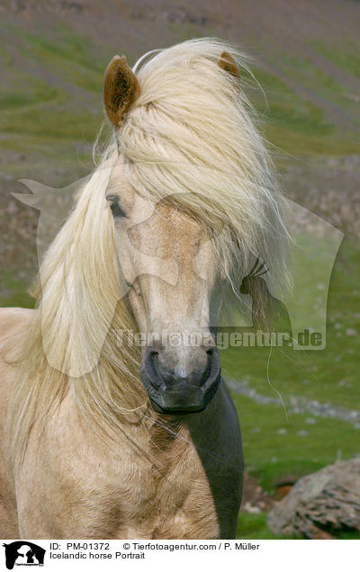 Icelandic horse Portrait / PM-01372