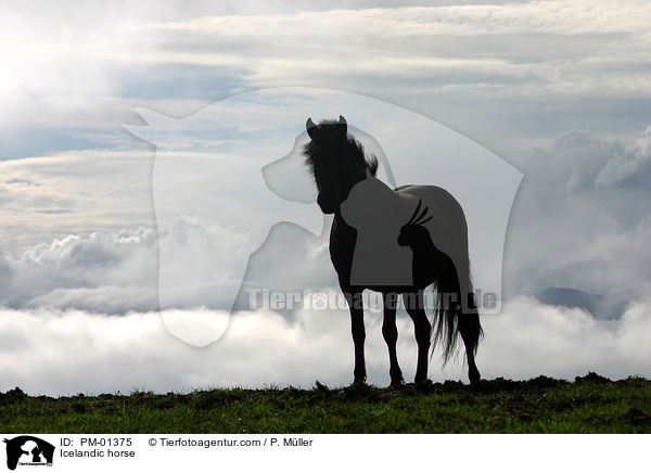 Icelandic horse / PM-01375