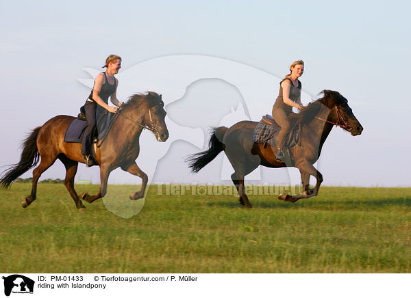 Freizeitreiten mit Islndern / riding with Islandpony / PM-01433