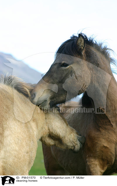 cleaning horses / PM-01570