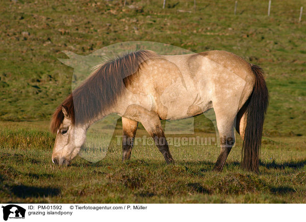 grasender Islnder / grazing islandpony / PM-01592