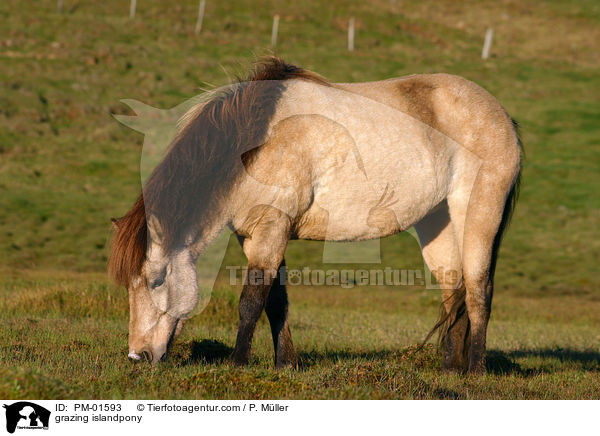 grazing islandpony / PM-01593