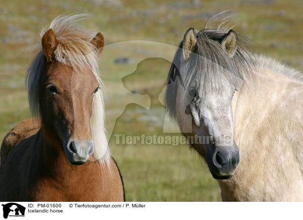 Islnder / Icelandic horse / PM-01600