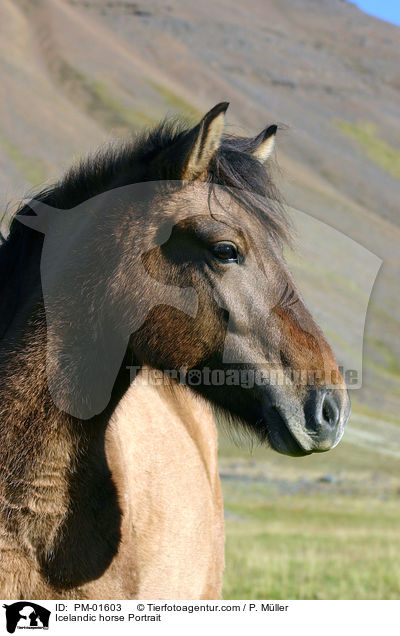 Islnder Portrait / Icelandic horse Portrait / PM-01603