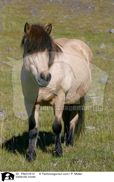 Islandpony / Icelandic horse / PM-01612
