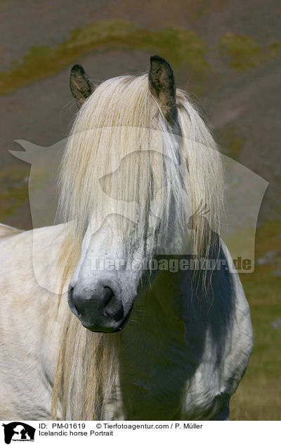 Islandpony Portrait / Icelandic horse Portrait / PM-01619