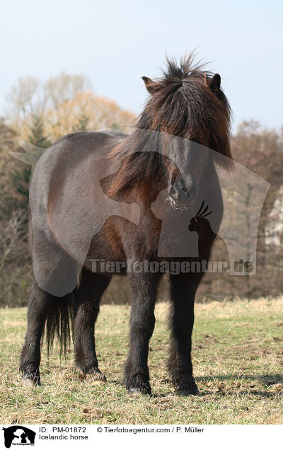 Islnder / Icelandic horse / PM-01872