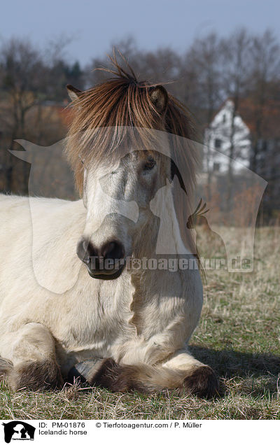 Icelandic horse / PM-01876