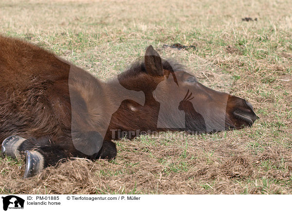 Islnder / Icelandic horse / PM-01885