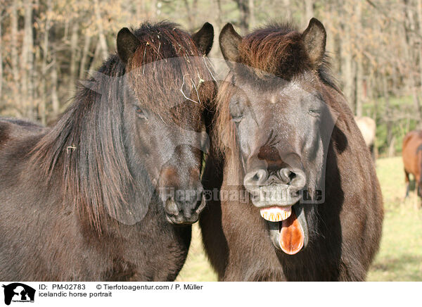 icelandic horse portrait / PM-02783