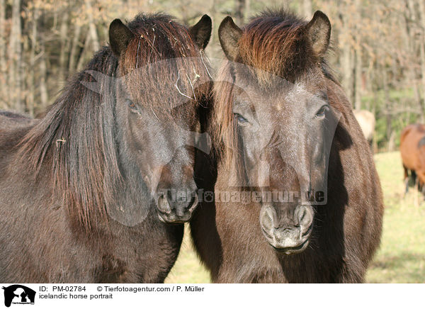 icelandic horse portrait / PM-02784