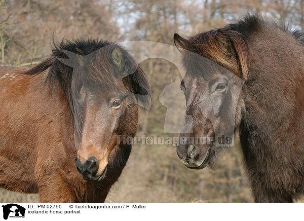 icelandic horse portrait / PM-02790