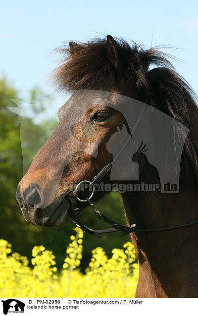 Islnder Portrait / icelandic horse portrait / PM-02956
