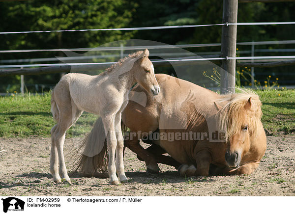 Islnder / icelandic horse / PM-02959