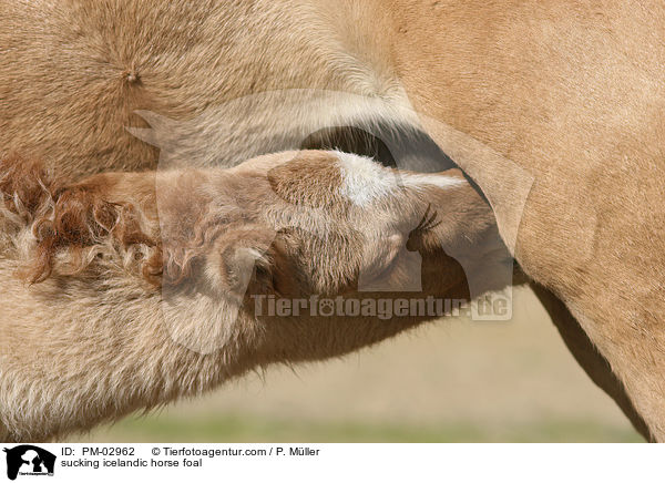 trinkendes Islnder Fohlen / sucking icelandic horse foal / PM-02962