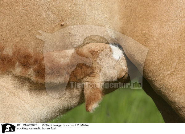 trinkendes Islnder Fohlen / sucking icelandic horse foal / PM-02970