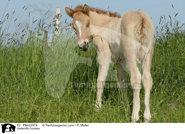 icelandic horses / PM-02974