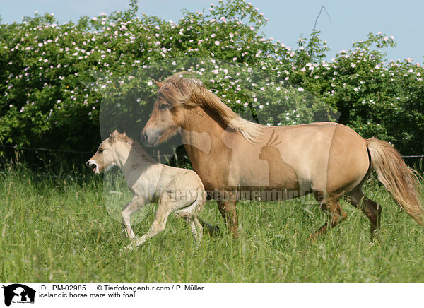 Islnder Stute mit Fohlen / icelandic horse mare with foal / PM-02985