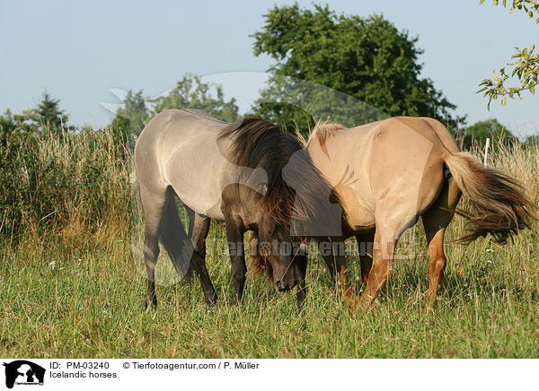 Islnder / Icelandic horses / PM-03240