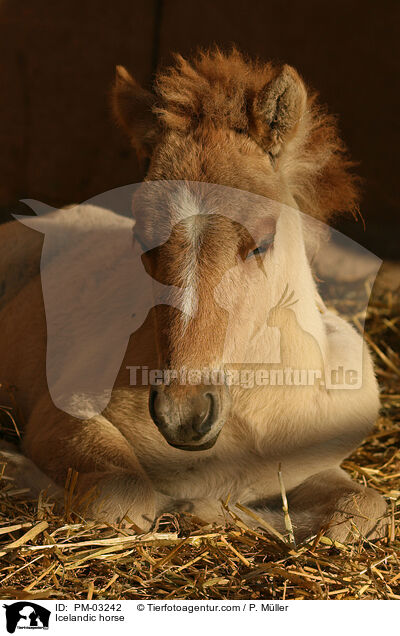 Islnder Fohlen / Icelandic horse / PM-03242