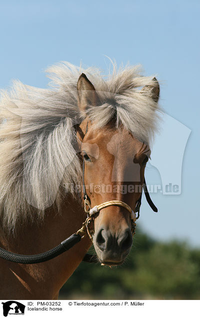 Islnder / Icelandic horse / PM-03252