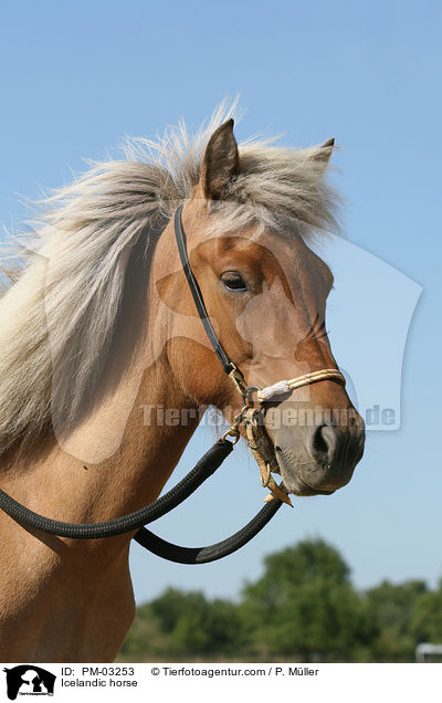 Islnder / Icelandic horse / PM-03253
