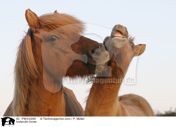 Icelandic horse / PM-03289