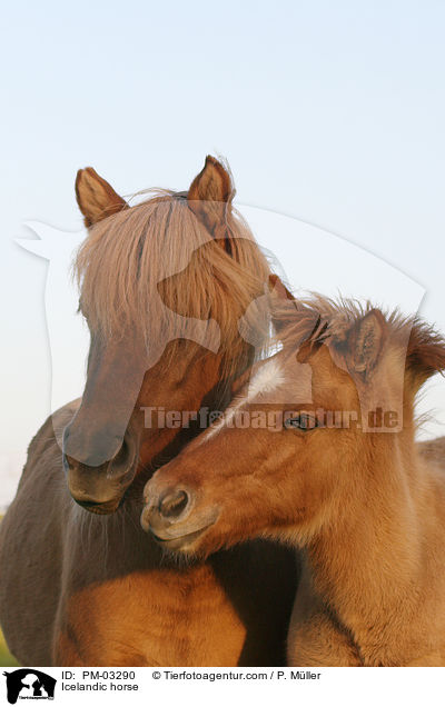 Icelandic horse / PM-03290