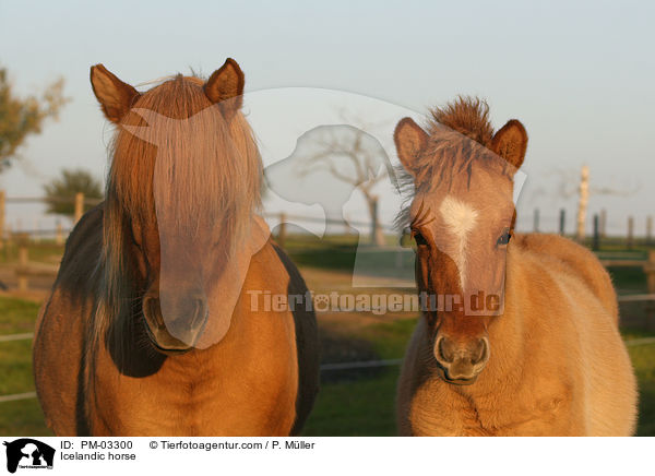 Islnder / Icelandic horse / PM-03300